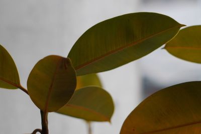 Low angle view of leaves against clear sky