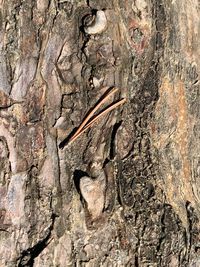 Full frame shot of tree trunk