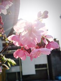 Low angle view of pink flowers blooming outdoors