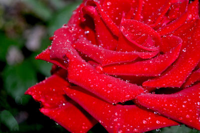 Close-up of wet red rose blooming outdoors