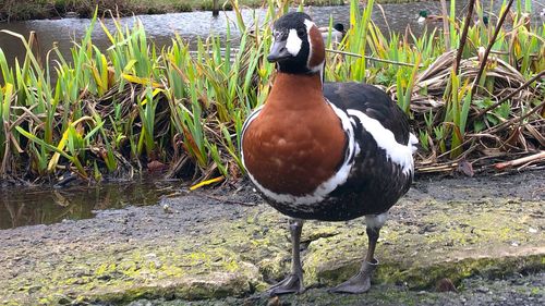 View of duck at lakeshore