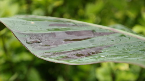 Close-up of raindrops on leaves