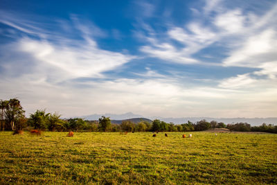 Scenic view of agricultural field against sky