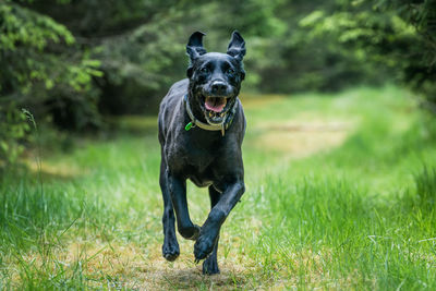 Close-up action shot of a black labrador dog running towards the camera in the forest, action-freeze