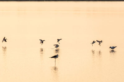High angle view of birds in lake