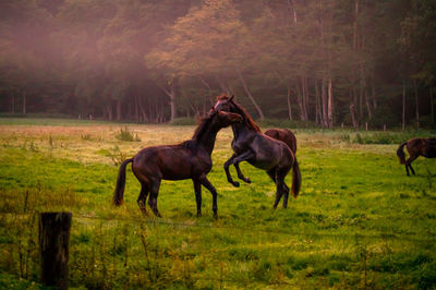 Horses in a field