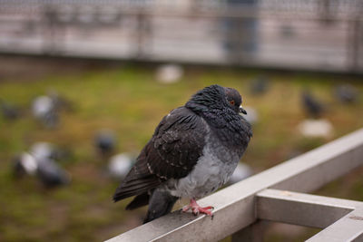 The pigeon is crouched on the street, the pigeon is dozing