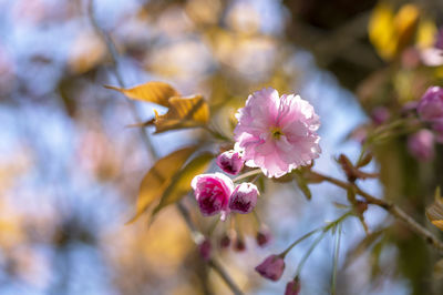 Close-up of pink cherry blossoms