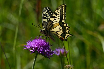 Close-up of butterfly pollinating on purple flower