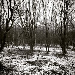Bare trees against sky