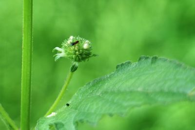 Close-up of bee on plant