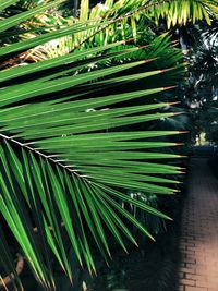 Close-up of palm leaves