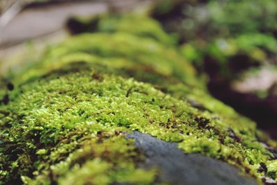 Close-up of fresh green plant