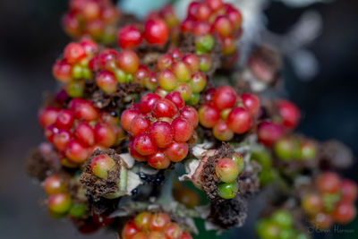 High angle view of berries growing on plant