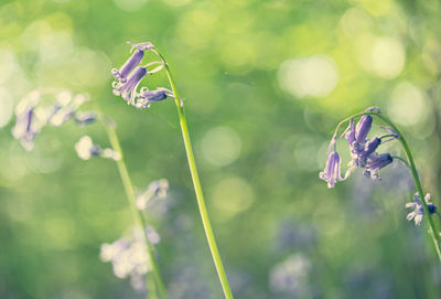 Close-up of purple flowering plant