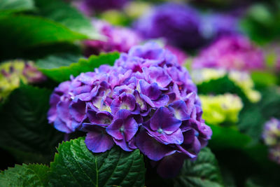 Close-up of purple flowers blooming