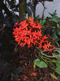 Close-up of red flowers blooming outdoors