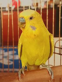 Portrait of parrot in cage