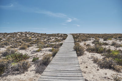 Boardwalk amidst plants on land against sky