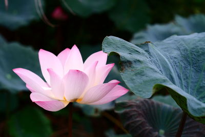 Close-up of lotus water lily