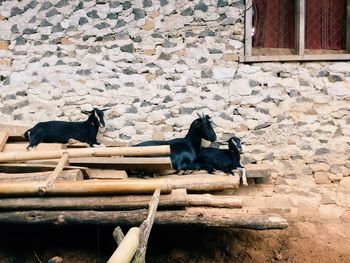 Goats relaxing on wood against house