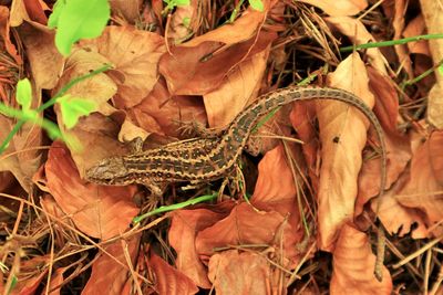 High angle view of lizard on dry leaves