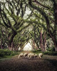 Sheep grazing in a field