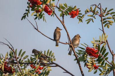 Low angle view of cedar waxwing perching on cherry tree against clear sky