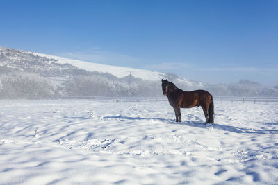 Horse standing on snow covered field against sky