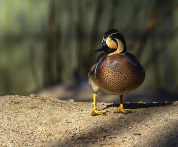 Close-up of bird perching