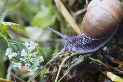 Close-up of snail on plant