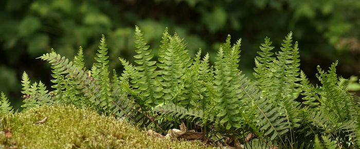 Plants growing in forest