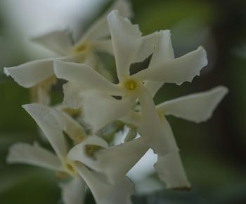 Close-up of white flower