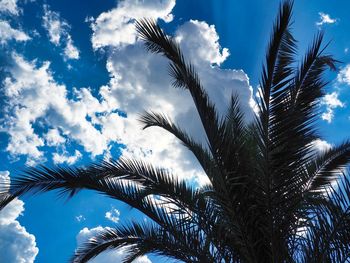 Low angle view of palm trees against blue sky