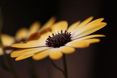 Close-up of flower blooming outdoors