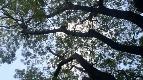 Low angle view of tree against sky