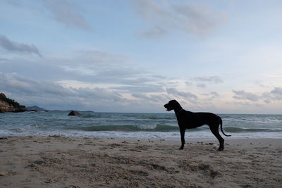 Dog on beach against sky