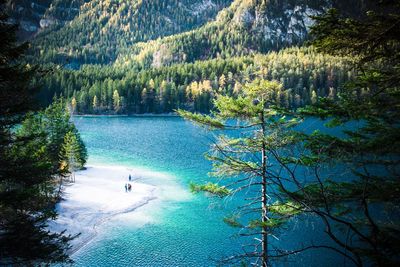 High angle view of trees in forest