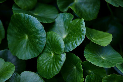 Full frame shot of leaves