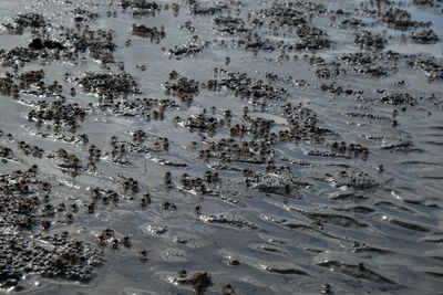 High angle view of crabs on beach