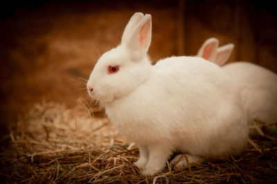 Close-up of rabbit