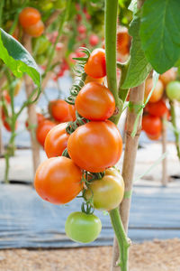 Close-up of tomatoes on plant