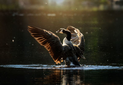 Canada goose flapping wings in lake