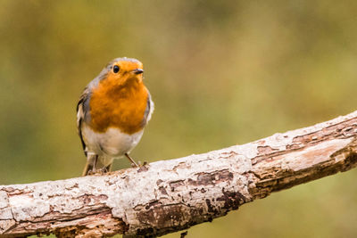 Close-up of bird perching on a tree