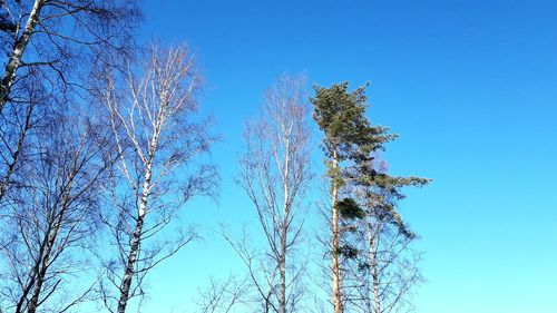 Low angle view of tree against clear blue sky