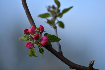 Close-up of pink flowering plant