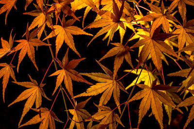 Full frame shot of leaves