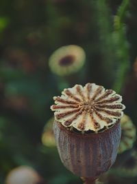 Close-up of plant