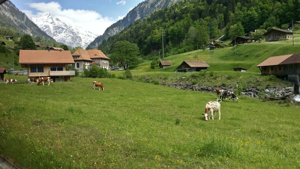 COWS ON FIELD AGAINST HOUSES