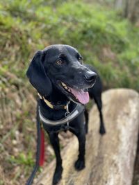 Close-up of dog looking away